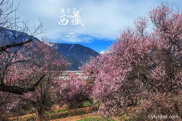 林芝桃花·