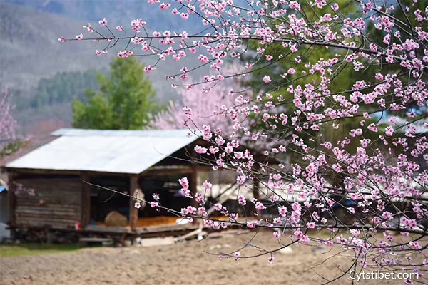 4月游西藏