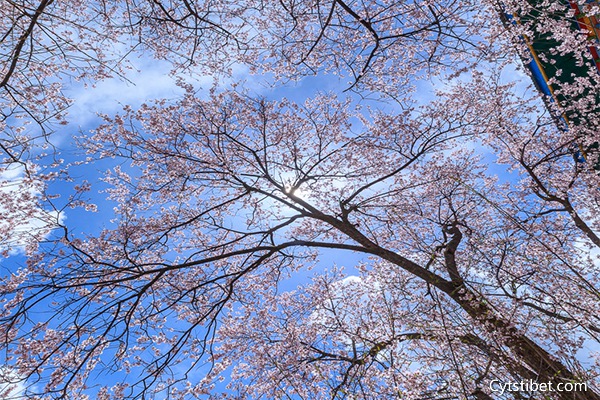 什么時(shí)候去西藏林芝