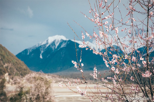 西藏神馬旅行社
