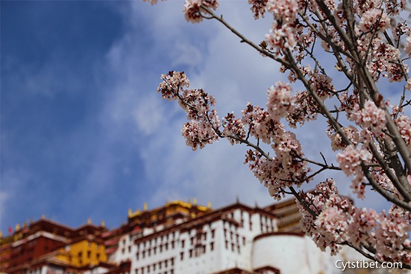 去西藏旅游需要注意什么