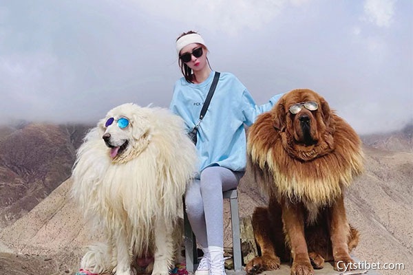 去西藏旅游一次大概多少錢