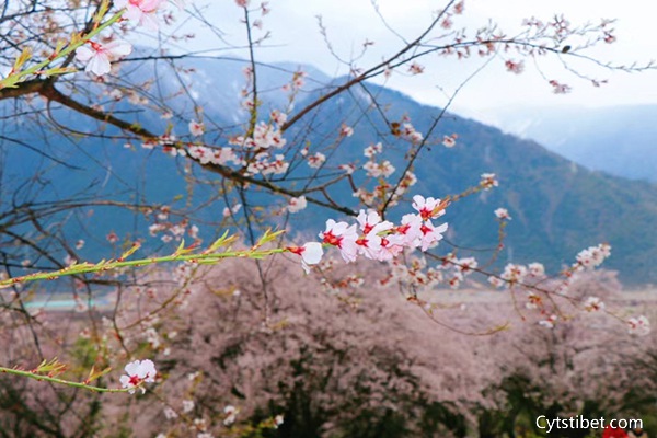 3月去林芝旅游一般多少錢