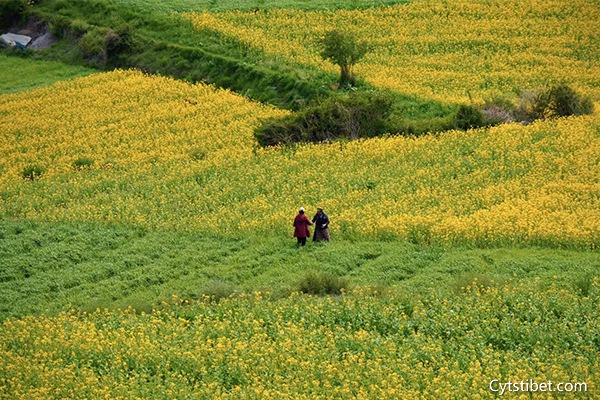 宜賓到西藏旅游7天多少錢