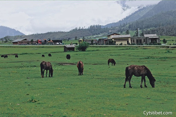 西藏旅游7天費(fèi)用多少 