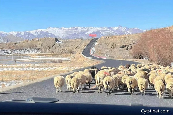 福州去西藏旅游一周多少錢？