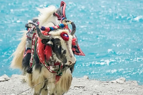 九江到西藏旅游7天要多少錢？